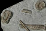 Plate Of Ichthyosaur Vertebrae and Ribs - Germany #114184-3